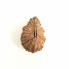 Natural 27 Mukhi Natural Rudraksha (Nepali)