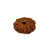 Natural 13 Mukhi Rudraksha (Indo)