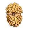 Natural 19 Mukhi Rudraksha (Nepali)