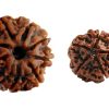Natural 8 Mukhi Rudraksha (Nepali)