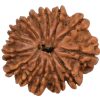 Natural 14 Mukhi Rudraksha (Nepali)