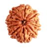 Natural 10 Mukhi Rudraksha (Indo)