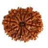 Natural 11 Mukhi Rudraksha (Nepali)