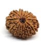 Natural 13 Mukhi Rudraksha (Nepali)