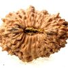 Natural 22 Mukhi Rudraksha (Nepali)