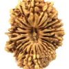 Natural 21 Mukhi Rudraksha (Nepali)