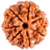 Natural 7 Mukhi Rudraksha (Nepali)