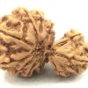 Natural Garbh Gauri Shankar Rudraksha