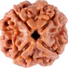 Natural 4 Mukhi Rudraksha (Nepali)