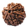 Natural 6 Mukhi Rudraksha (Nepali)